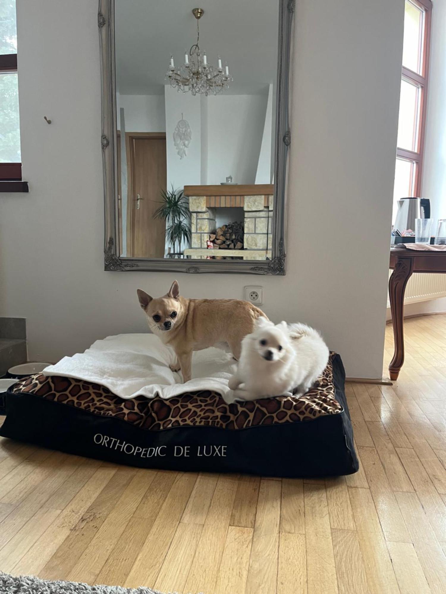 Dogs Resort And Spa Horni Bezdekov 外观 照片